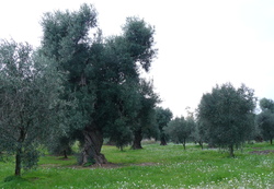 Olive grove at Vallone.JPG